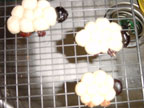 Sheep cookies