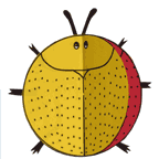 Golden Tortoise Beetle