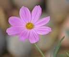 Cosmos