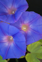 sunday school Morning Glory growing in joy bible lesson from www.daniellesplace.com