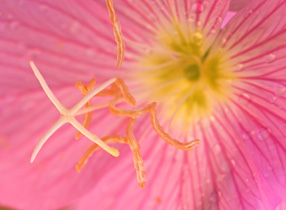 pink flower