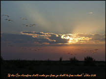 Birds and Sunset Wallpaper