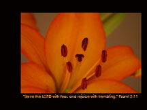 Wallpaper10-Orange Lily