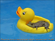 Frog on Duck