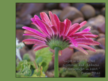 Psalm 97:11- Wallpaper