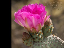 Wallpaper 2- Prickly Pear Cactus