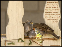 Wallpaper 13 - Momma bird feeding baby birds