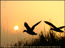 Christian Bible Verse Wallpaper - ducks and Sunset