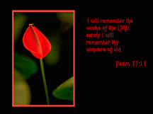 Christian Wallpaper Red Lily