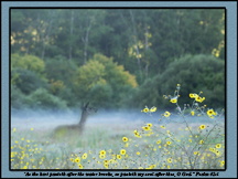 Dear in Meadow