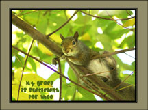 Squirrel Wallpaper