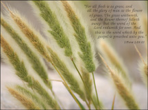 Wallpaper 38 - Grass
