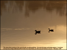 Wallpaper- Duck on Pond