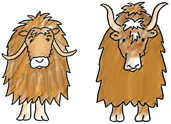 muskox or yak printable activity sheet picture