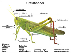 Label the grasshopper from www.daniellesplace.com