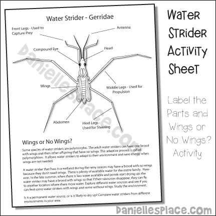 Water Strider Activity Sheet - Label the Parts and Wing or No Wings Activity