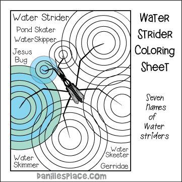 Water Strider Coloring Sheet and Learning Activity