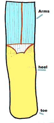 sock cat Diagram