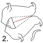 dog Directions 2