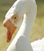 goose Picture