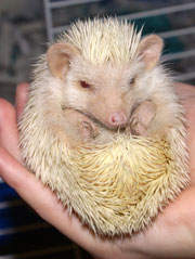 hedgehog