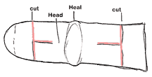 cow bean bag diagram