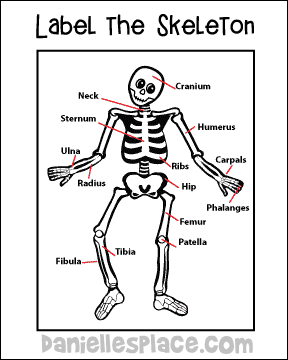 skeleton activity sheet