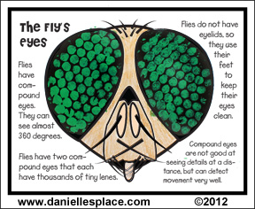 The Fly's Eyes - Compound Eyes Bubble Wrap Activity Sheet from www.daniellesplace.com