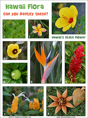 Hawaii Flora Activity Sheet from www.daniellesplace.com