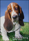 Bassett Postcard