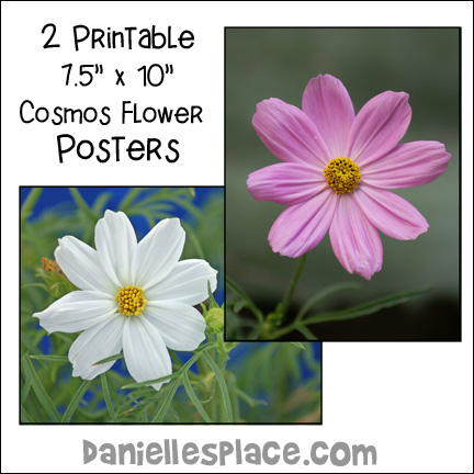 Cosmos Flower Posters