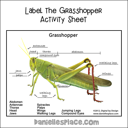 Label the Grasshopper Parts Activity Sheet for Home School