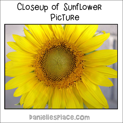Sunflower Learning Activity