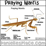 label the praying mantis activity sheet