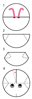 Bee head Diagram