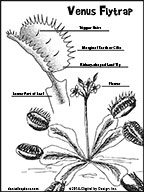 venus flytrap - label the parts printable activity sheet
