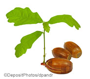 Acorn Tree Picture