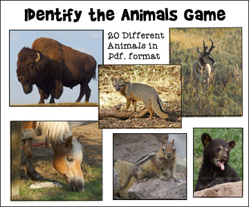 Identify the animals