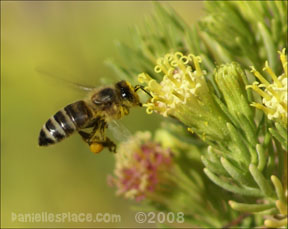 Bee with pollen sacks image - Use for class projects or bee thematic units from www.daniellesplace.com