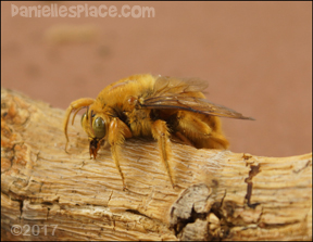 Yellow Carpenter Bee Printable for Home School from www.danielesplace.com