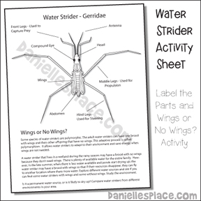 Water Strider Activity Sheet