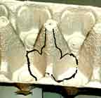 egg carton elephant Head diagram